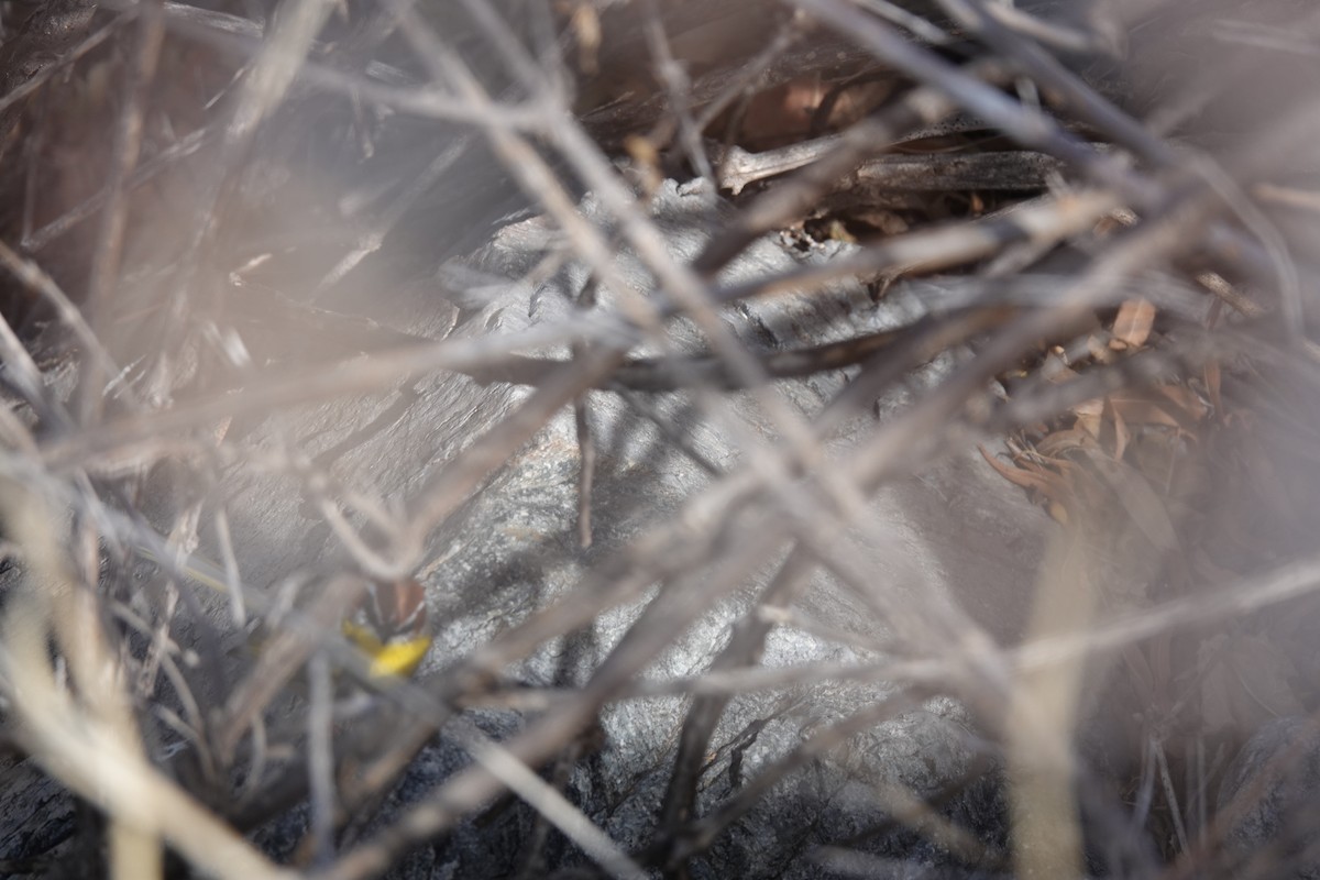 Rufous-capped Warbler - ML637073951