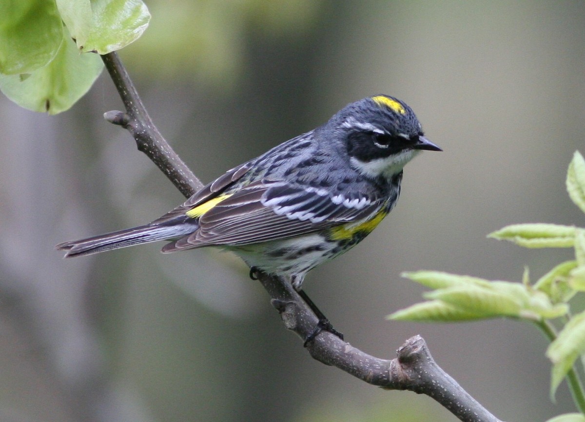 Yellow-rumped Warbler - ML637073965