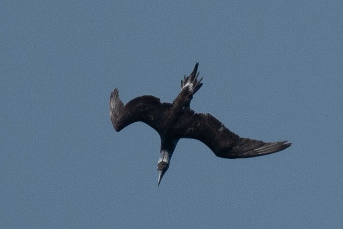 Northern Gannet - ML637073967