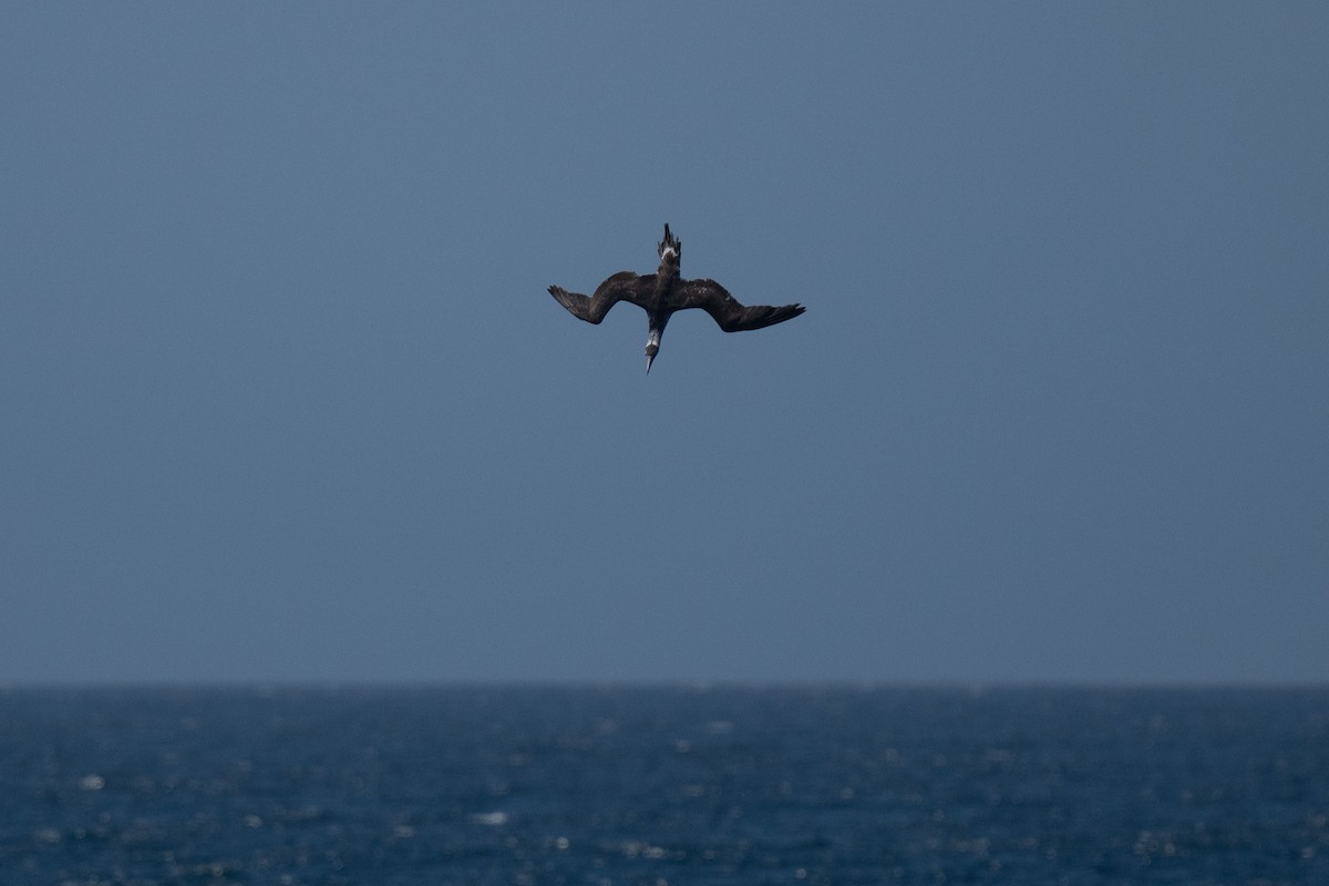Northern Gannet - ML637073968