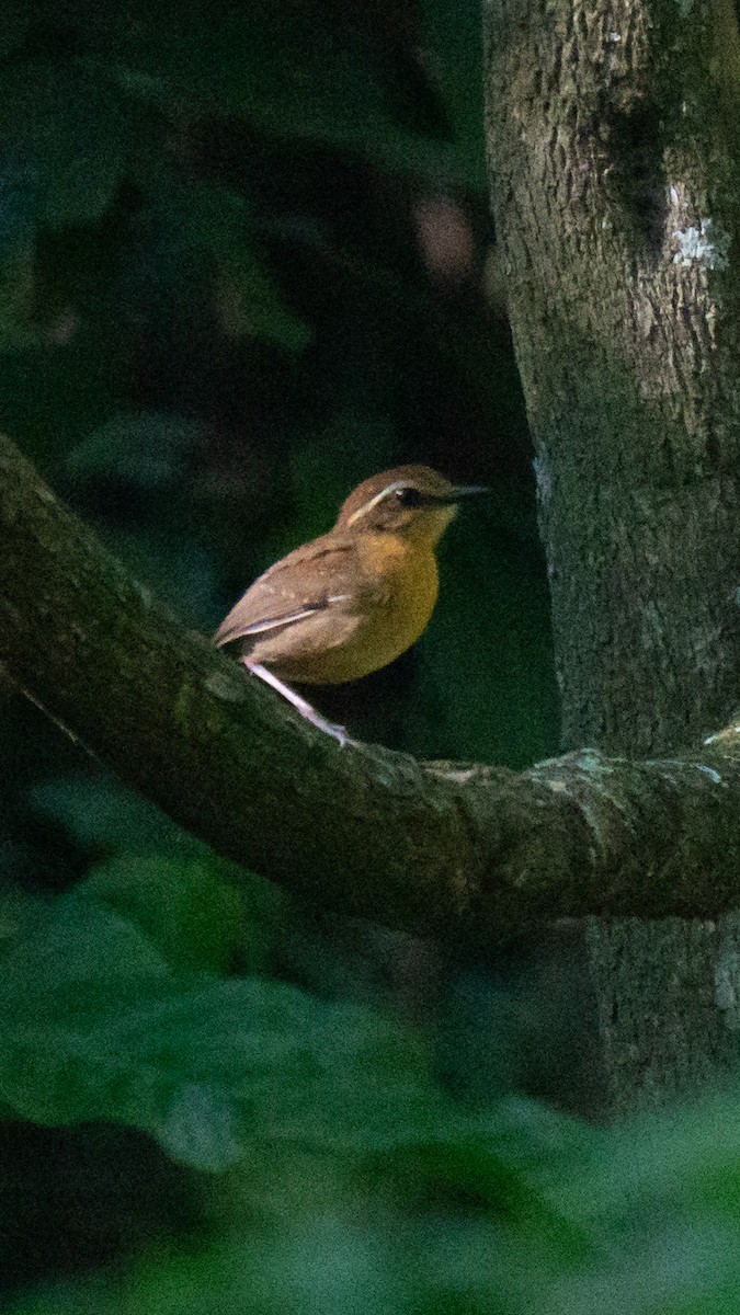 Black-cheeked Gnateater - ML637074055