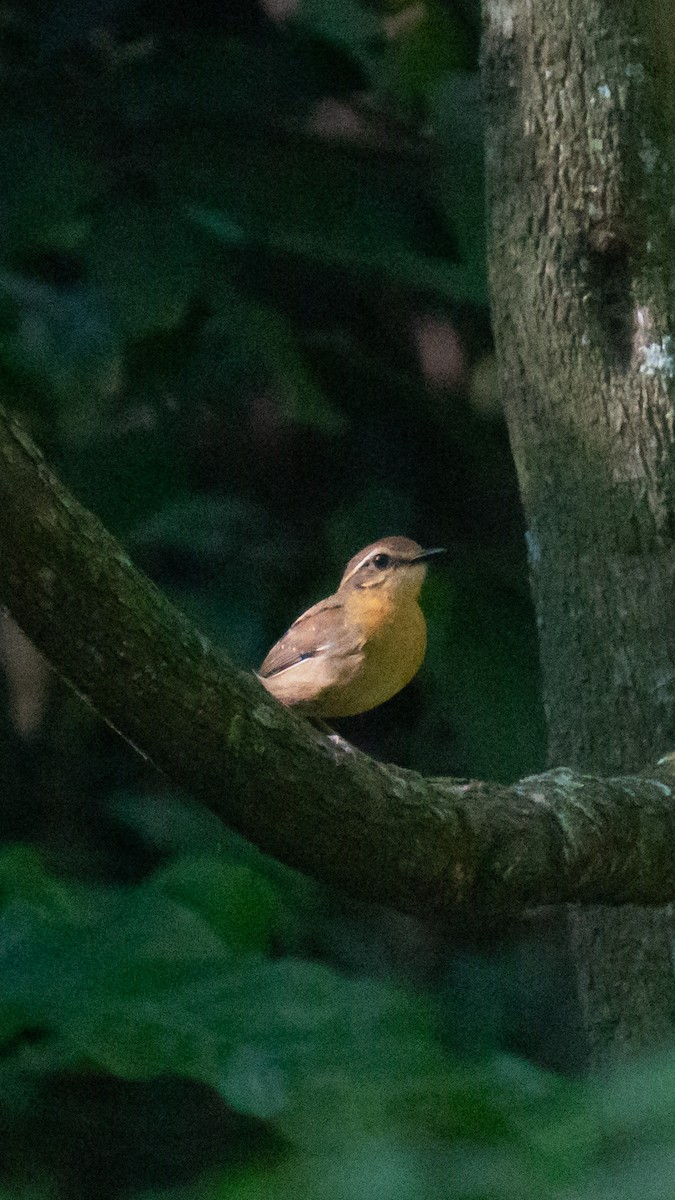 Black-cheeked Gnateater - ML637074056