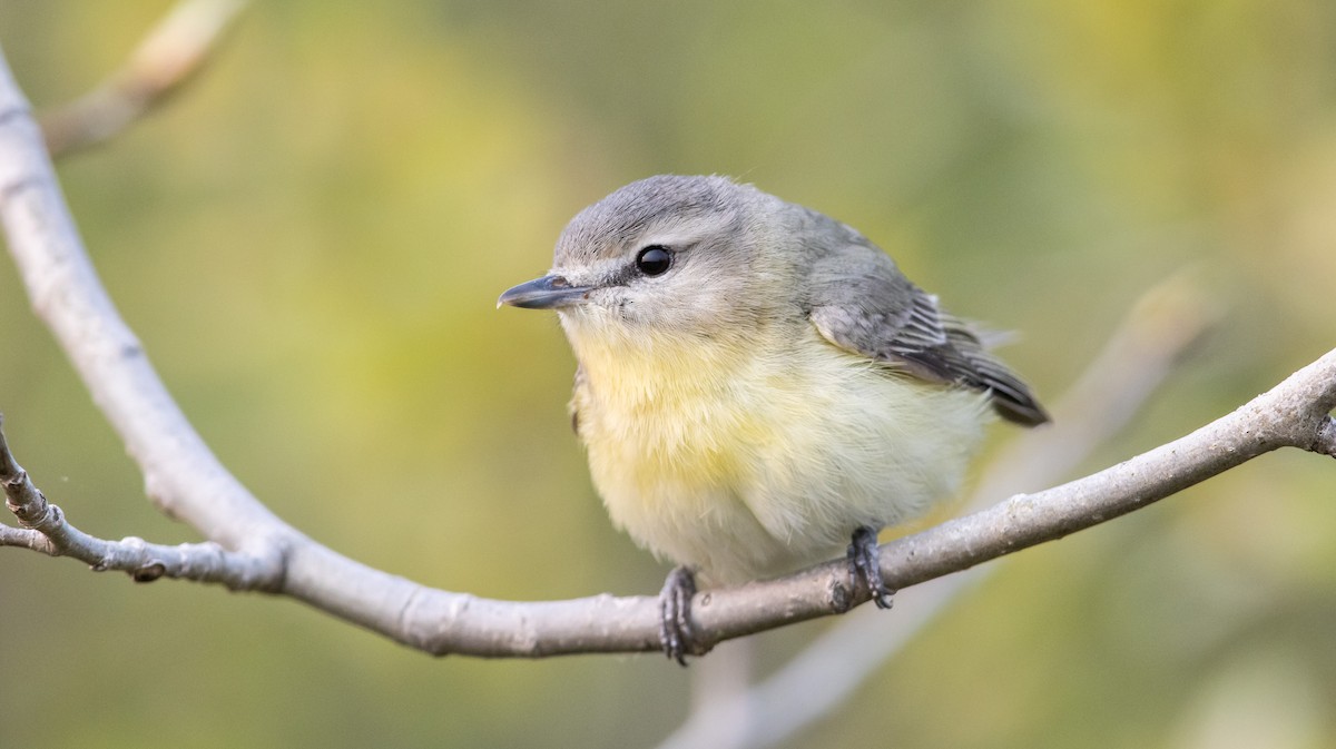 Vireo de Filadelfia - ML637074079