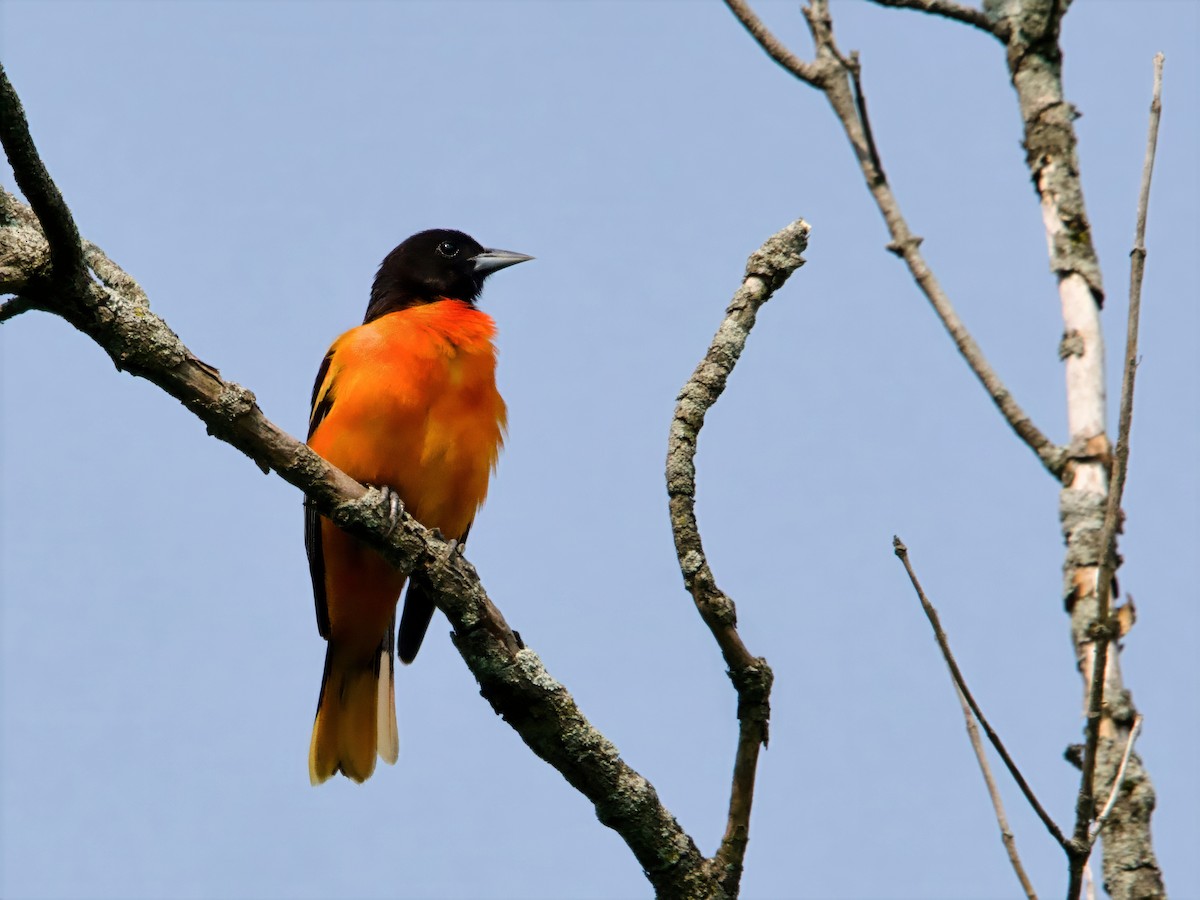 Baltimore Oriole - ML637074083