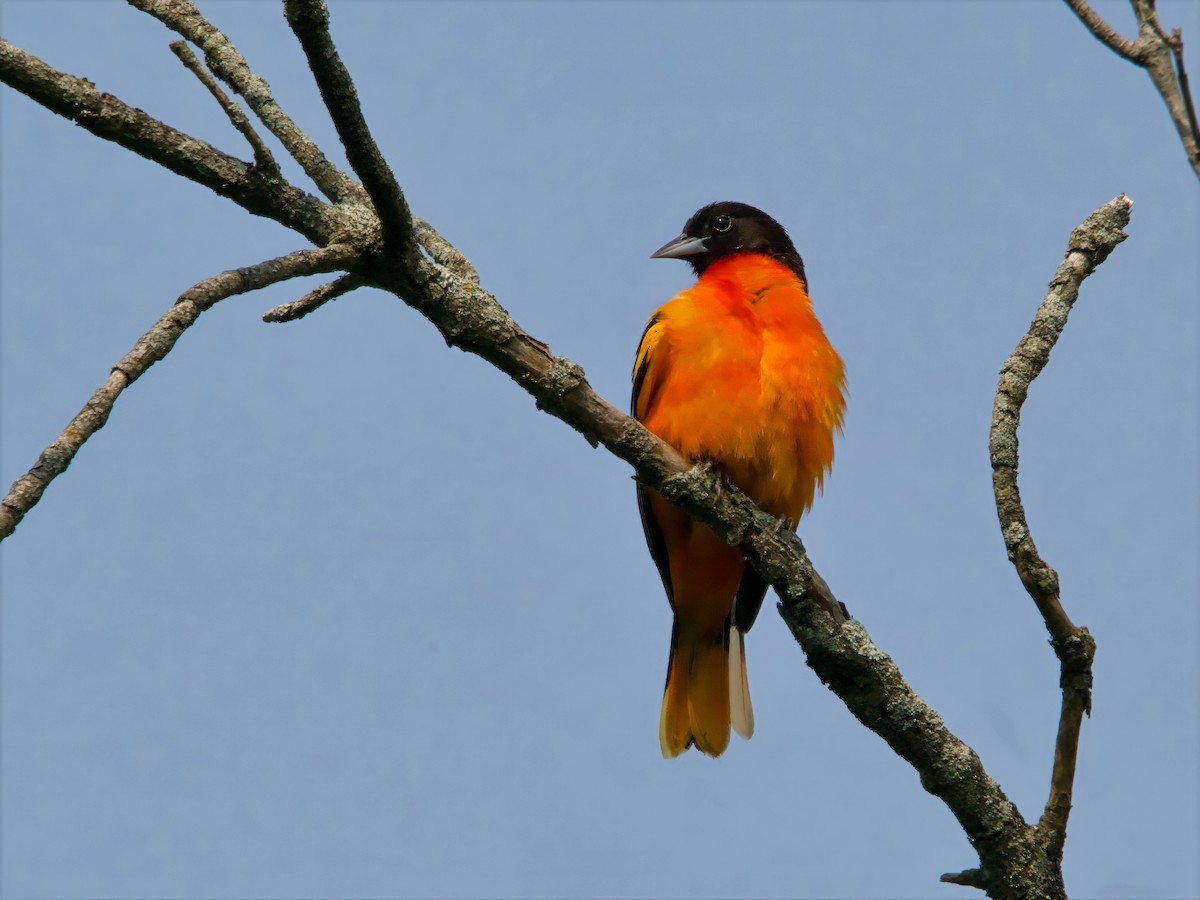 Baltimore Oriole - ML637074084