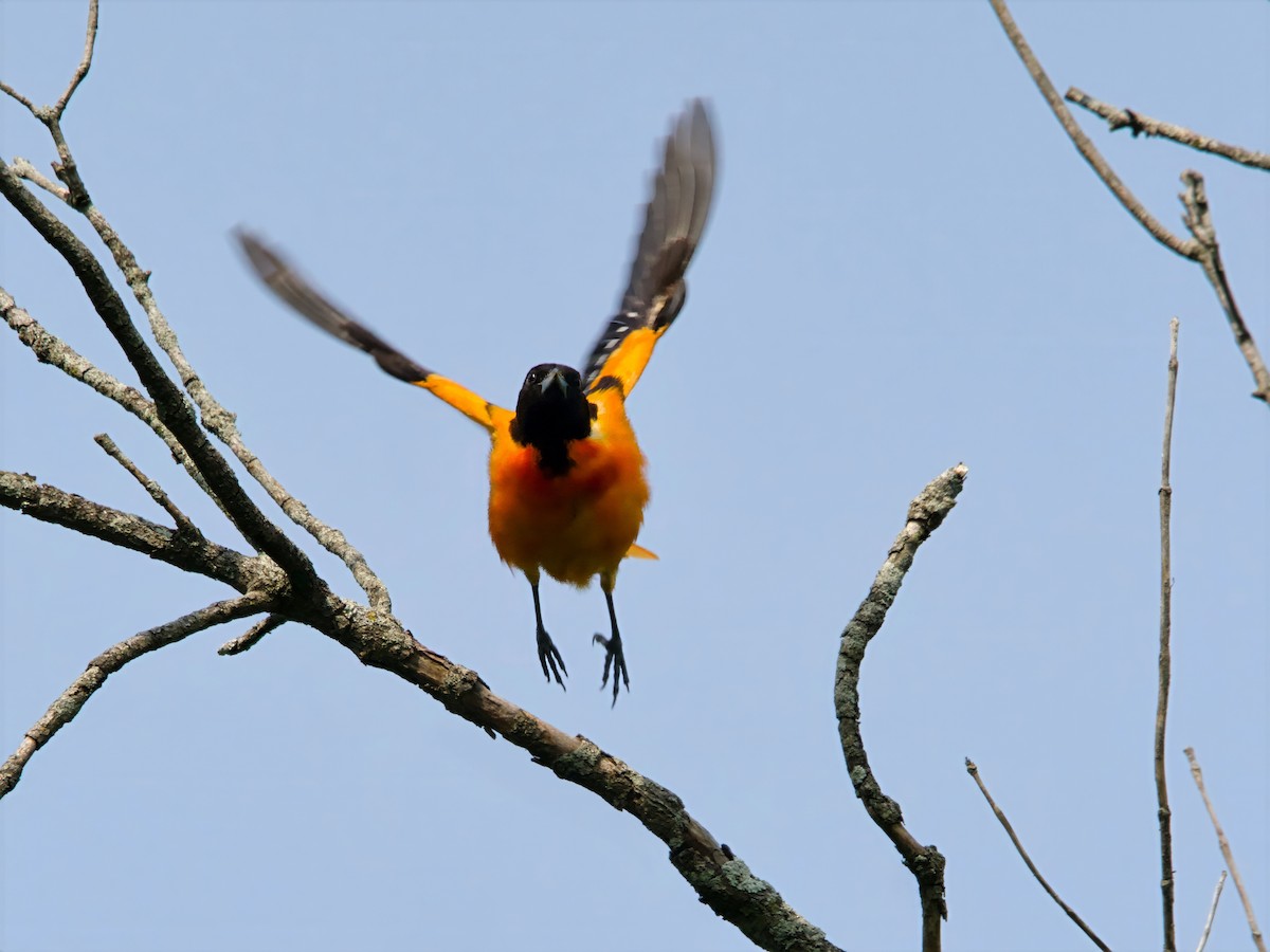 Baltimore Oriole - ML637074085