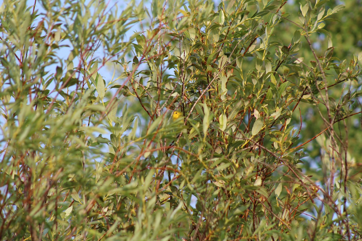 Yellow Warbler - Eugene Huryn