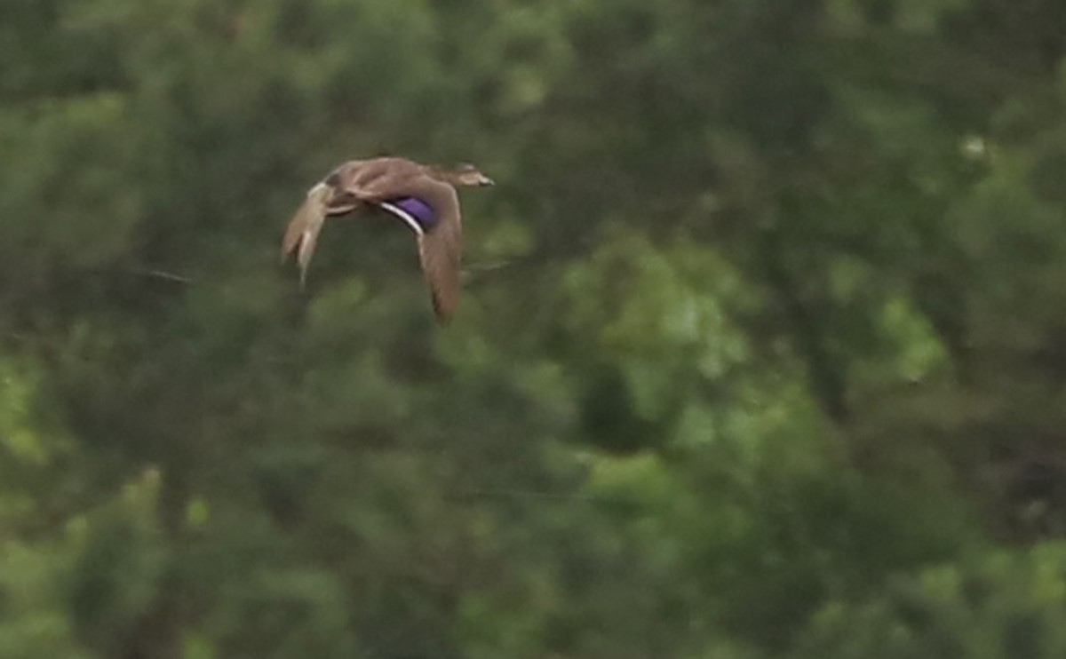 American Black Duck - ML637074115
