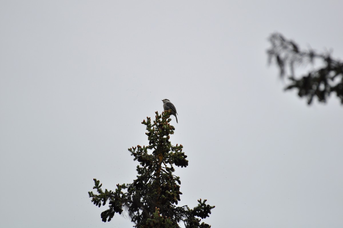 Canada Jay - ML637074120
