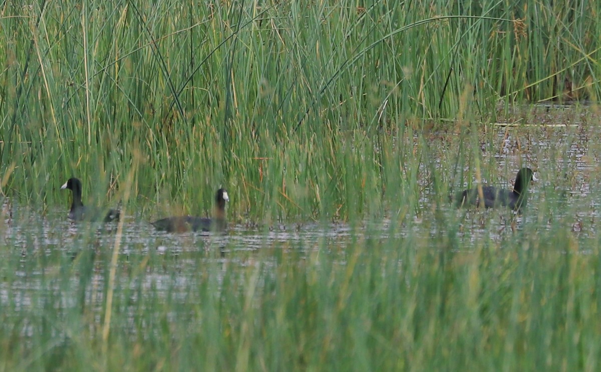 American Coot (Red-shielded) - ML637074146