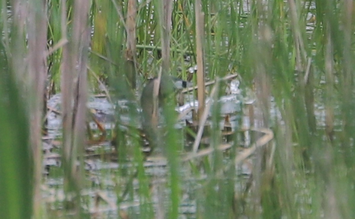 Pied-billed Grebe - ML637074159