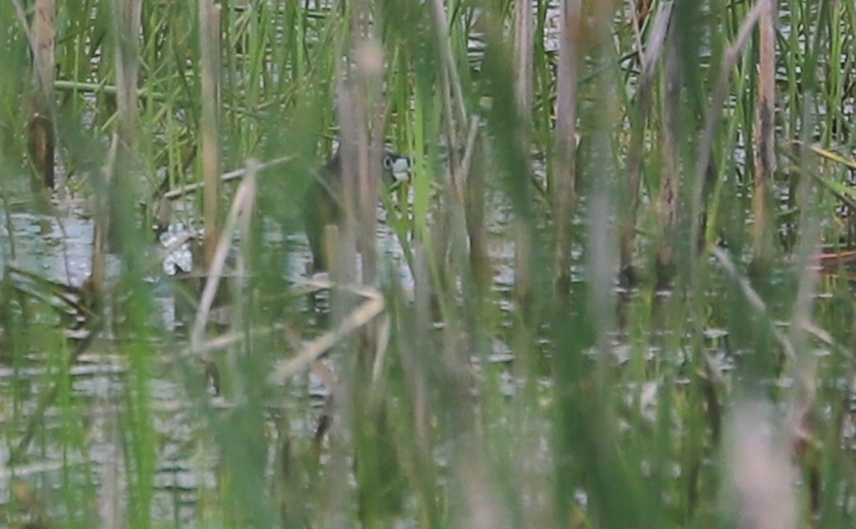 Pied-billed Grebe - ML637074161