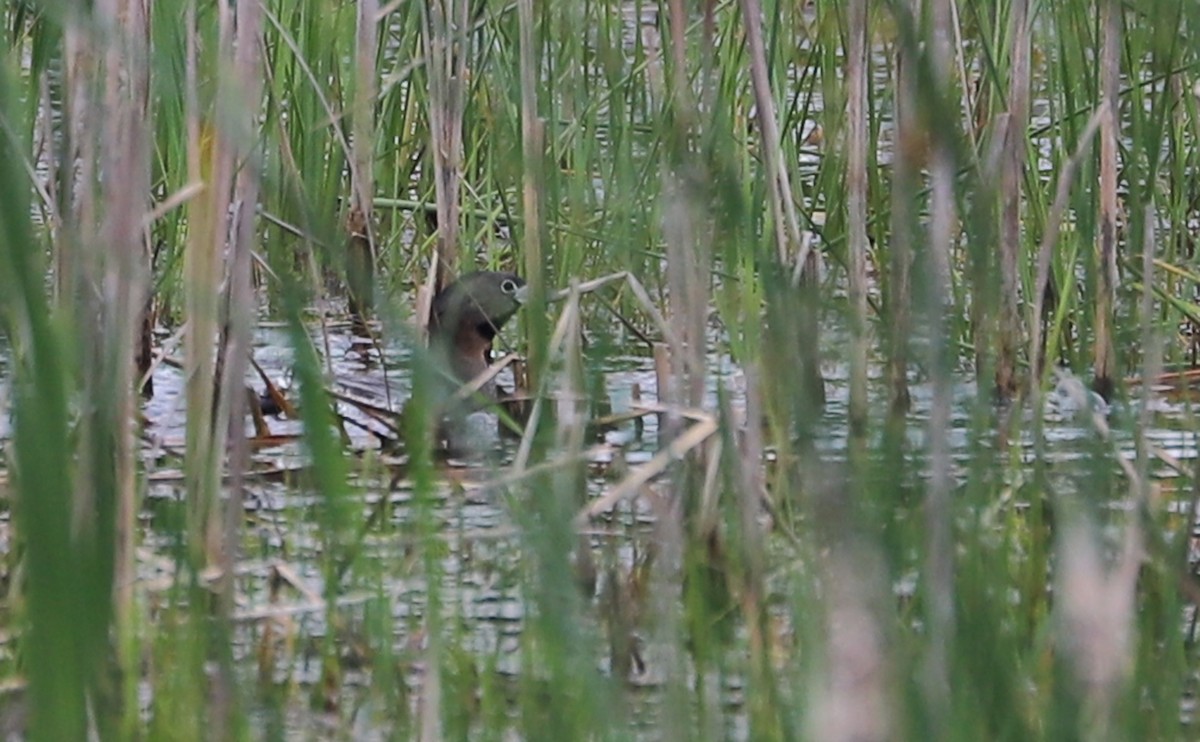 Pied-billed Grebe - ML637074166