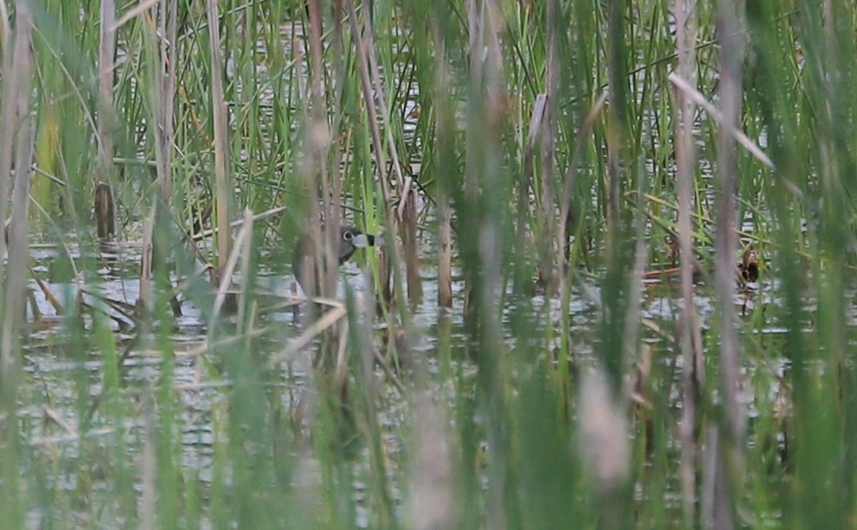 Pied-billed Grebe - ML637074172