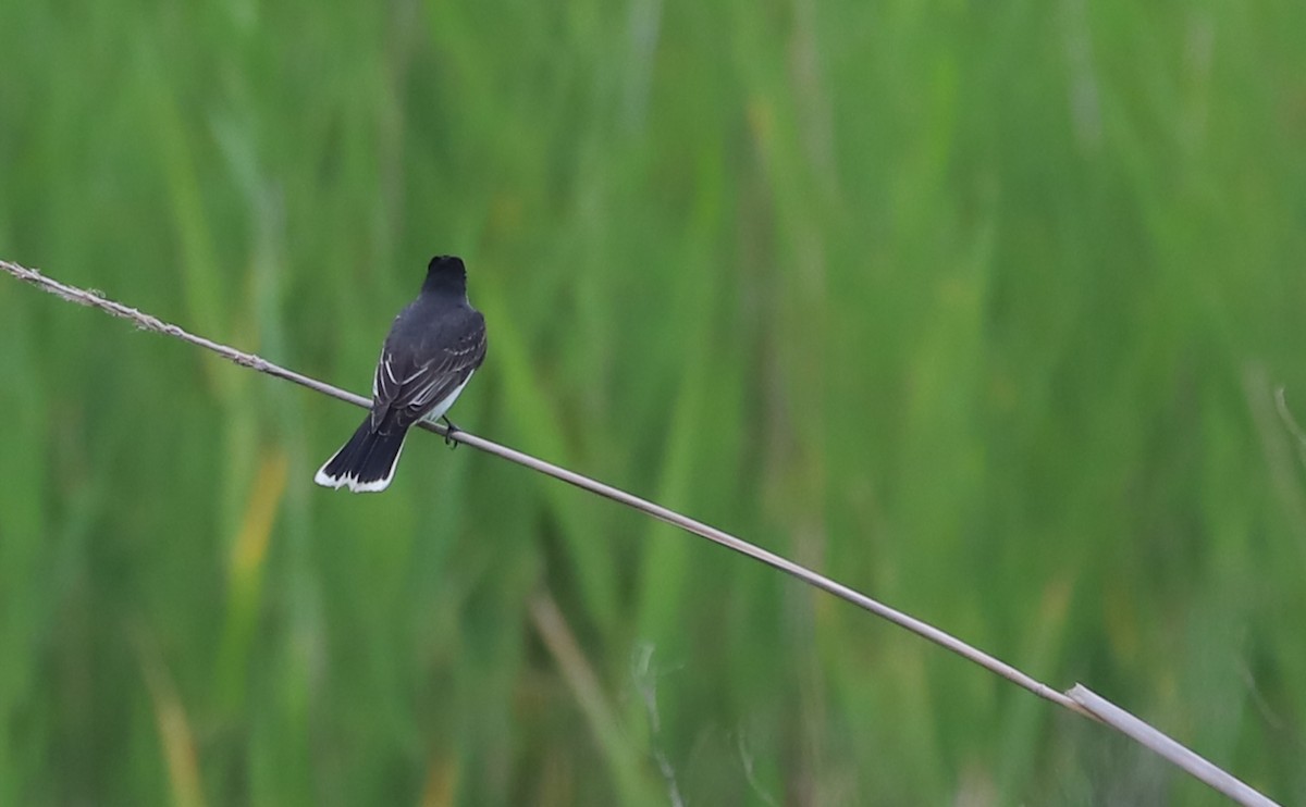 Eastern Kingbird - ML637074175