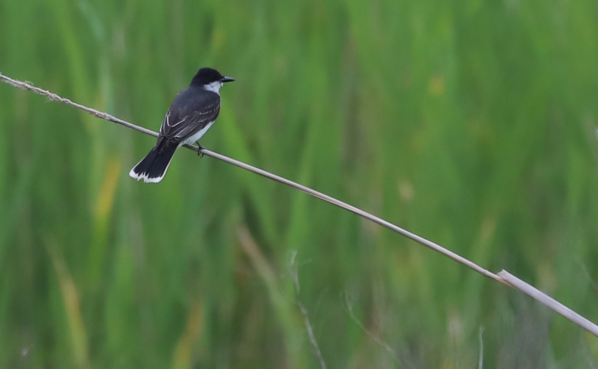 Eastern Kingbird - ML637074193