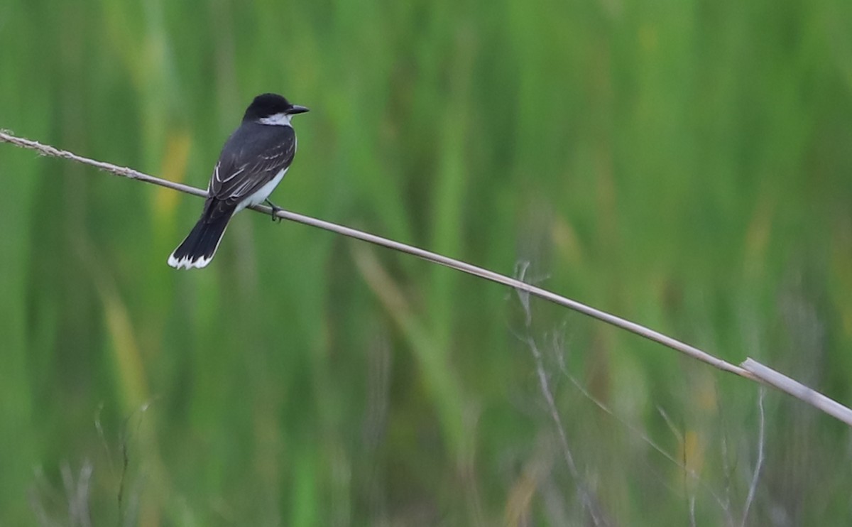 Eastern Kingbird - ML637074198