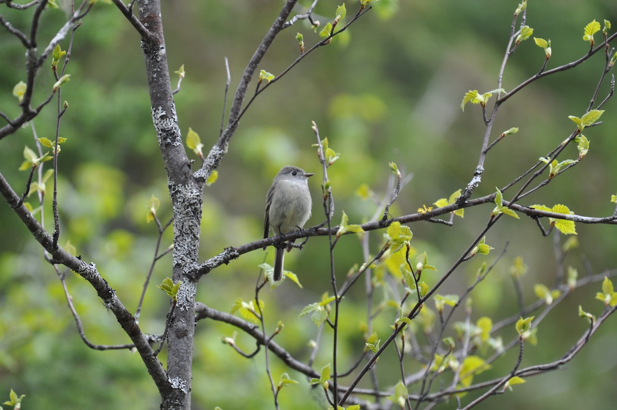 Hammond's Flycatcher - ML637074199