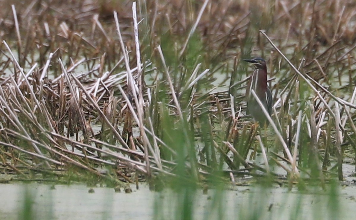 Green Heron - ML637074212