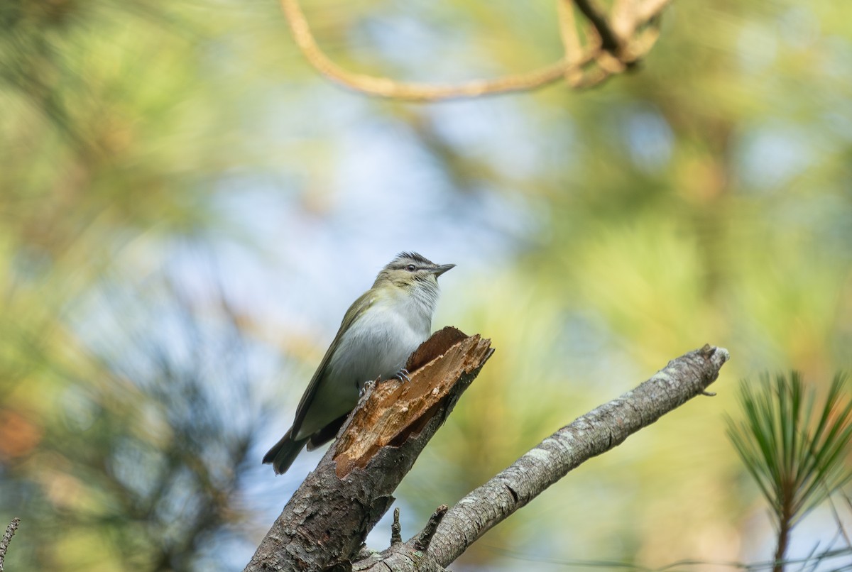 Red-eyed Vireo - ML637074328