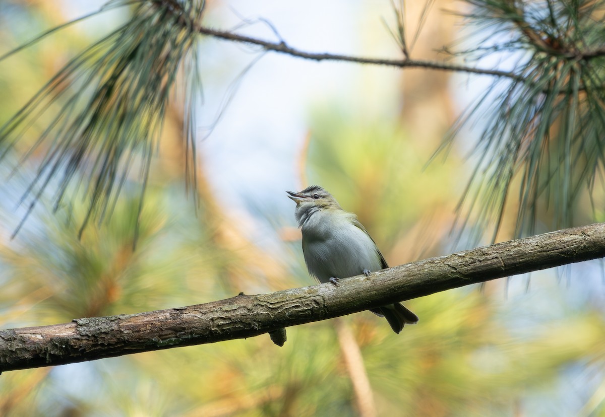 Red-eyed Vireo - ML637074329