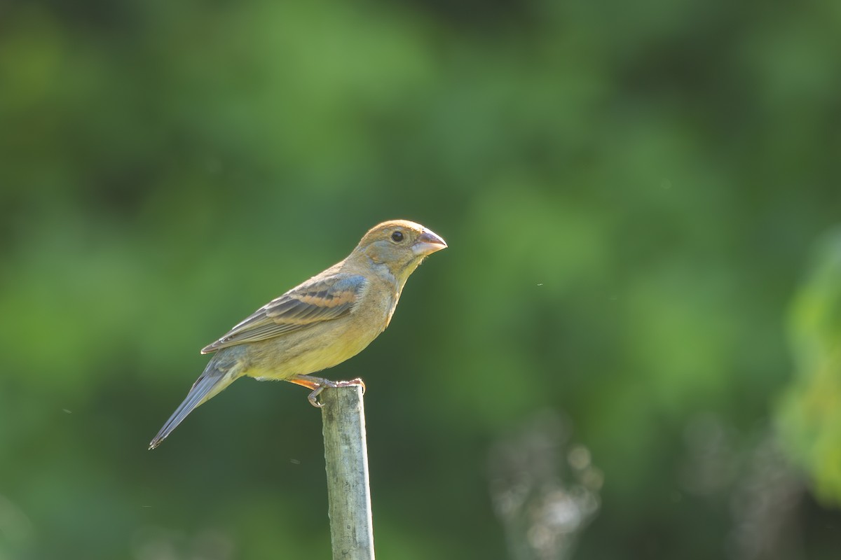 Blue Grosbeak - ML637074341