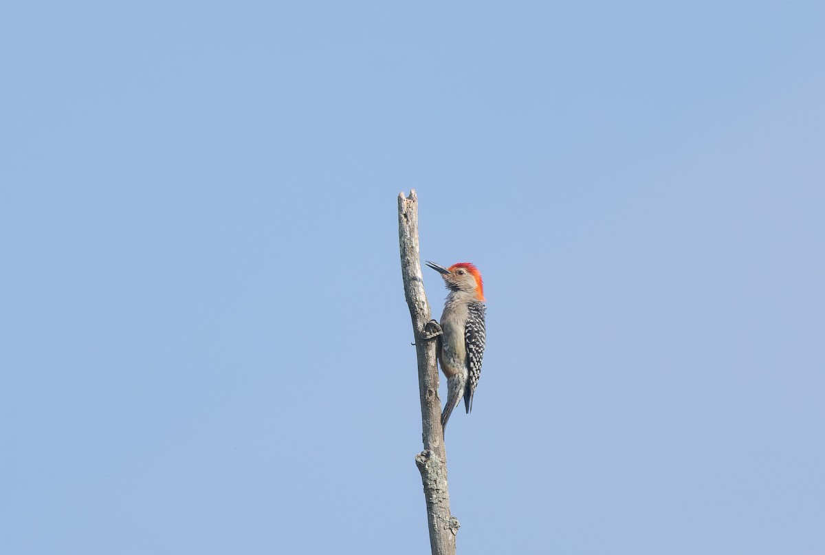 Red-bellied Woodpecker - ML637074347