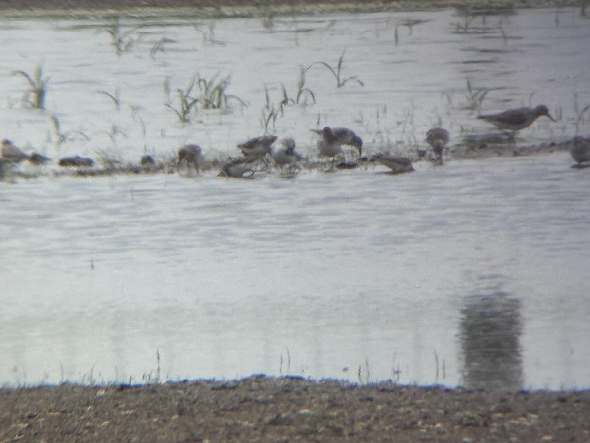 bonapartesnipe - ML637074529