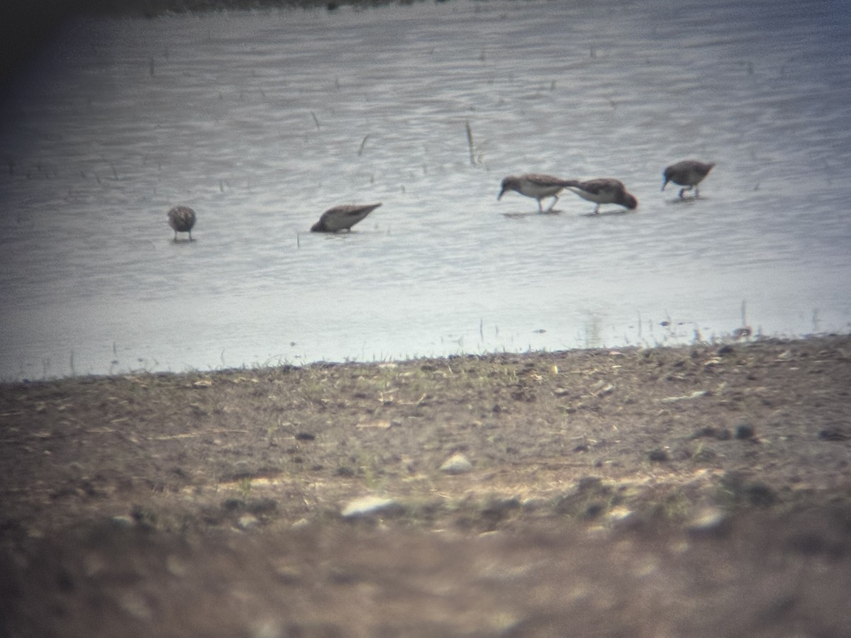 bonapartesnipe - ML637074530