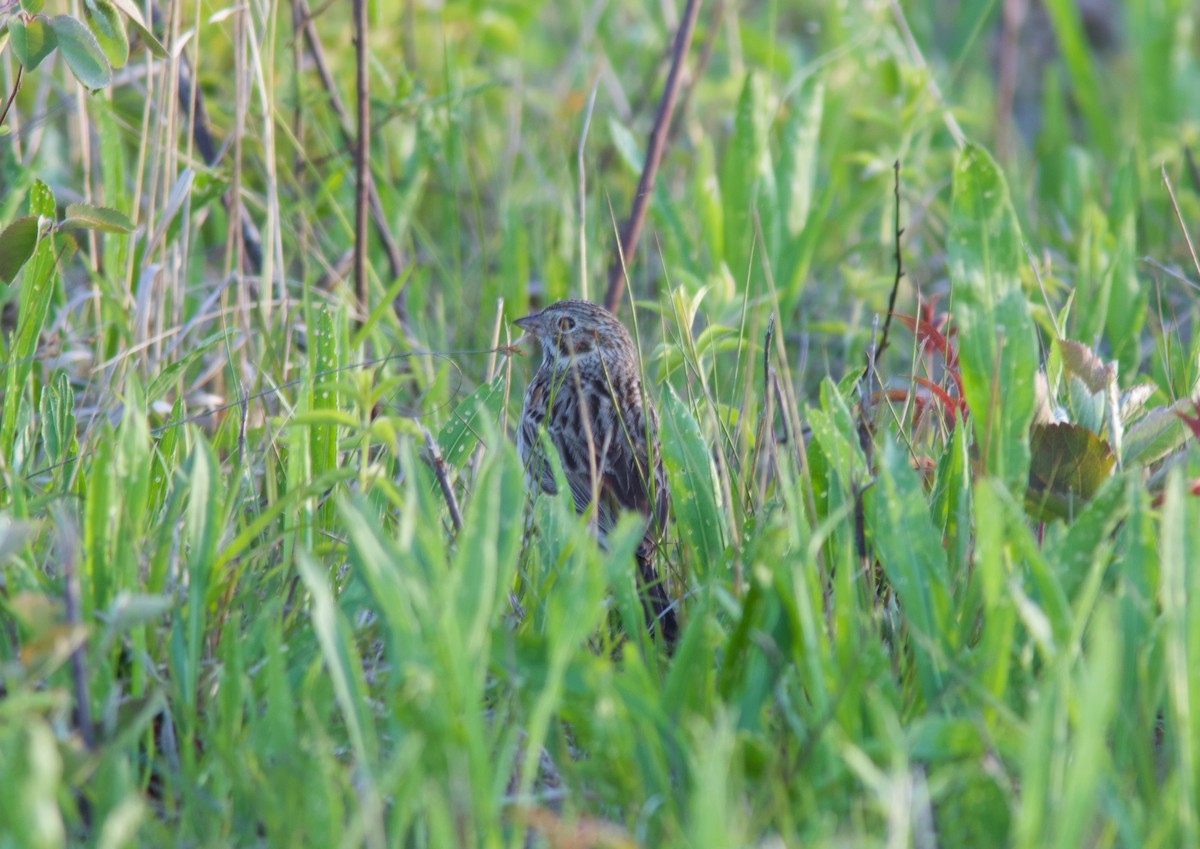 Vesper Sparrow - ML637074540