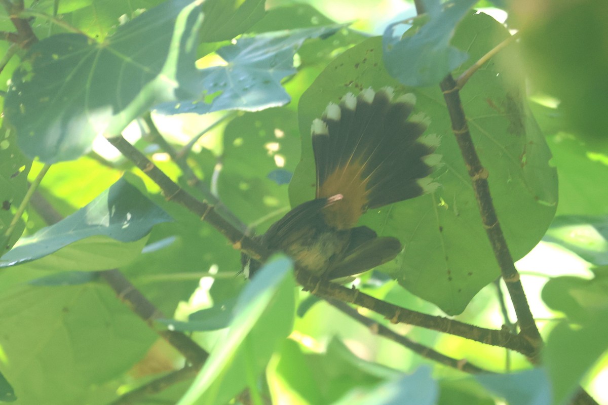 Micronesian Rufous Fantail - ML637074585