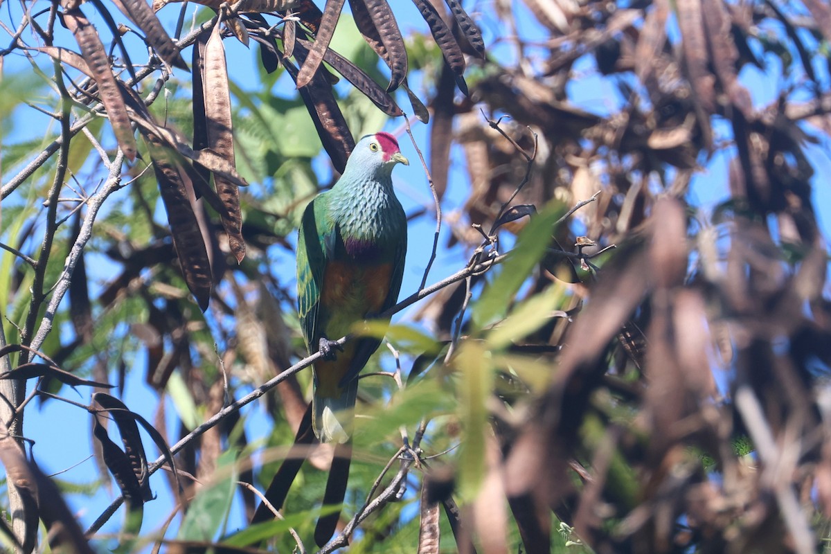 holub růžovohlavý - ML637074590