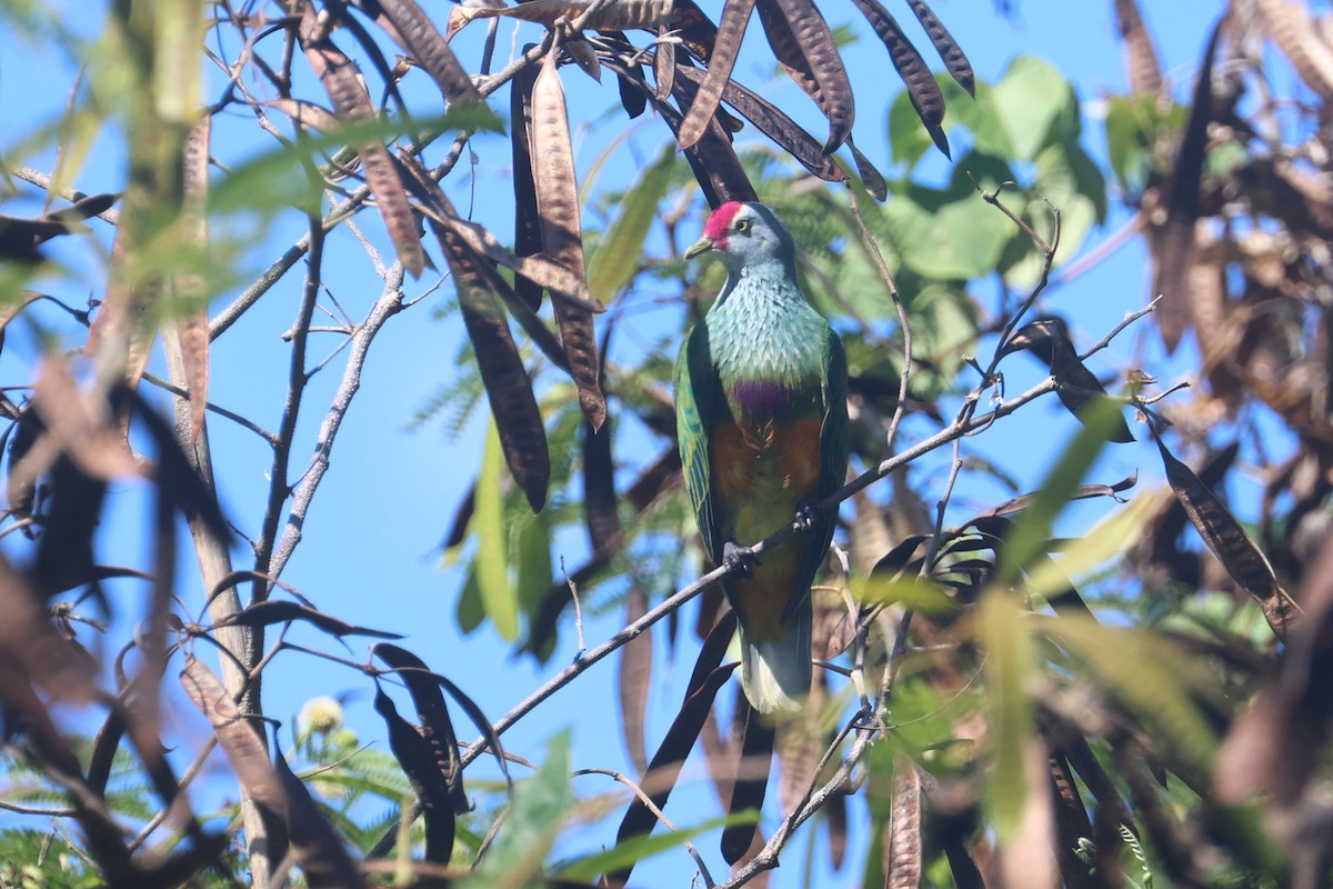 holub růžovohlavý - ML637074591