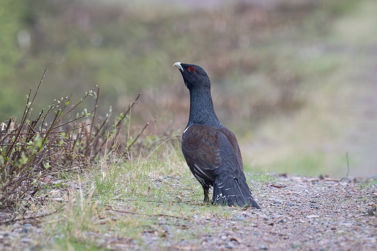Western Capercaillie - ML637074609