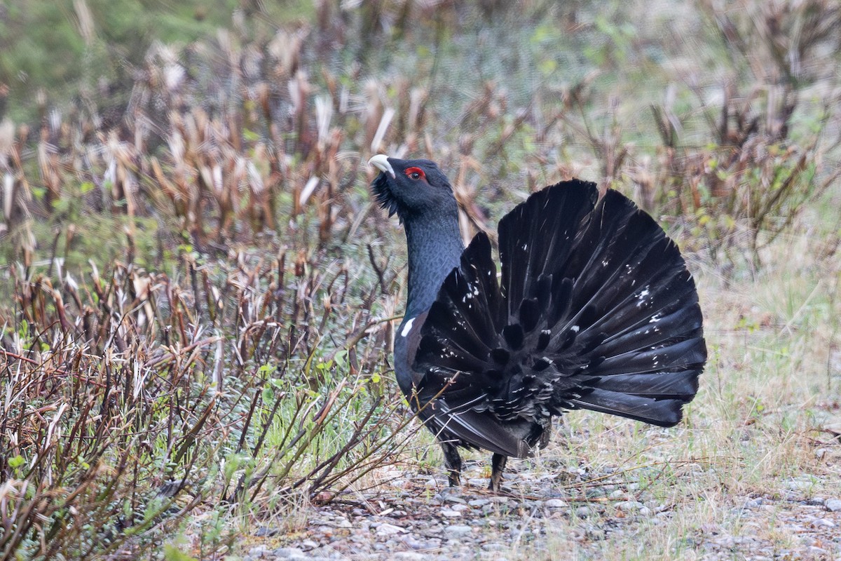 Western Capercaillie - ML637074611