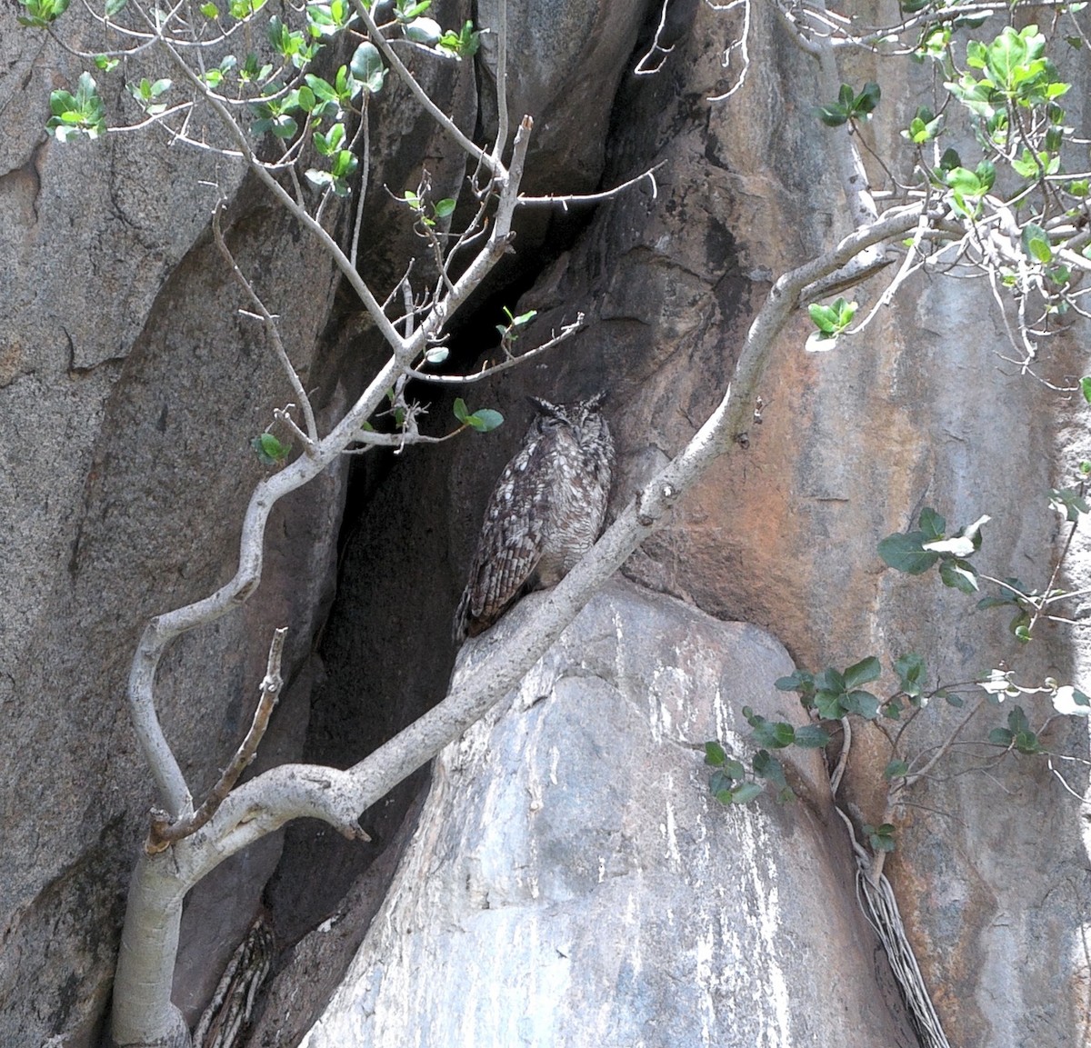 Spotted Eagle-Owl - ML637074613