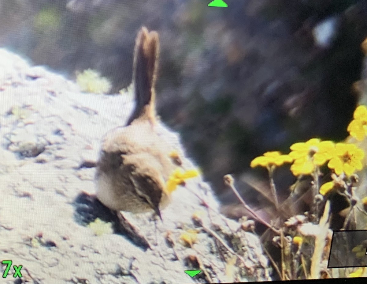 Streak-throated Canastero - ML637074683