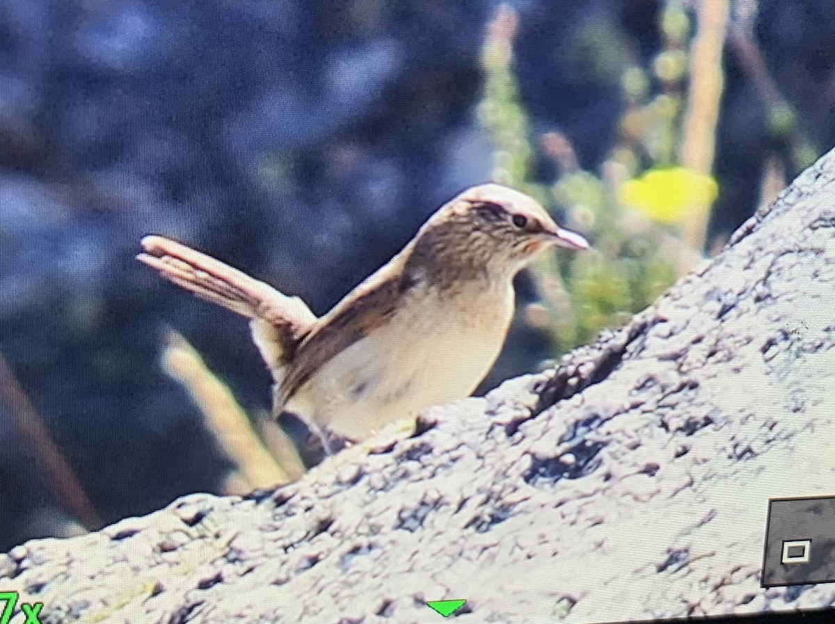 Streak-throated Canastero - ML637074684