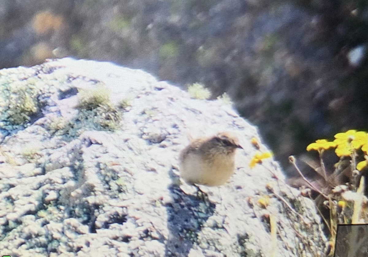 Streak-throated Canastero - ML637074685