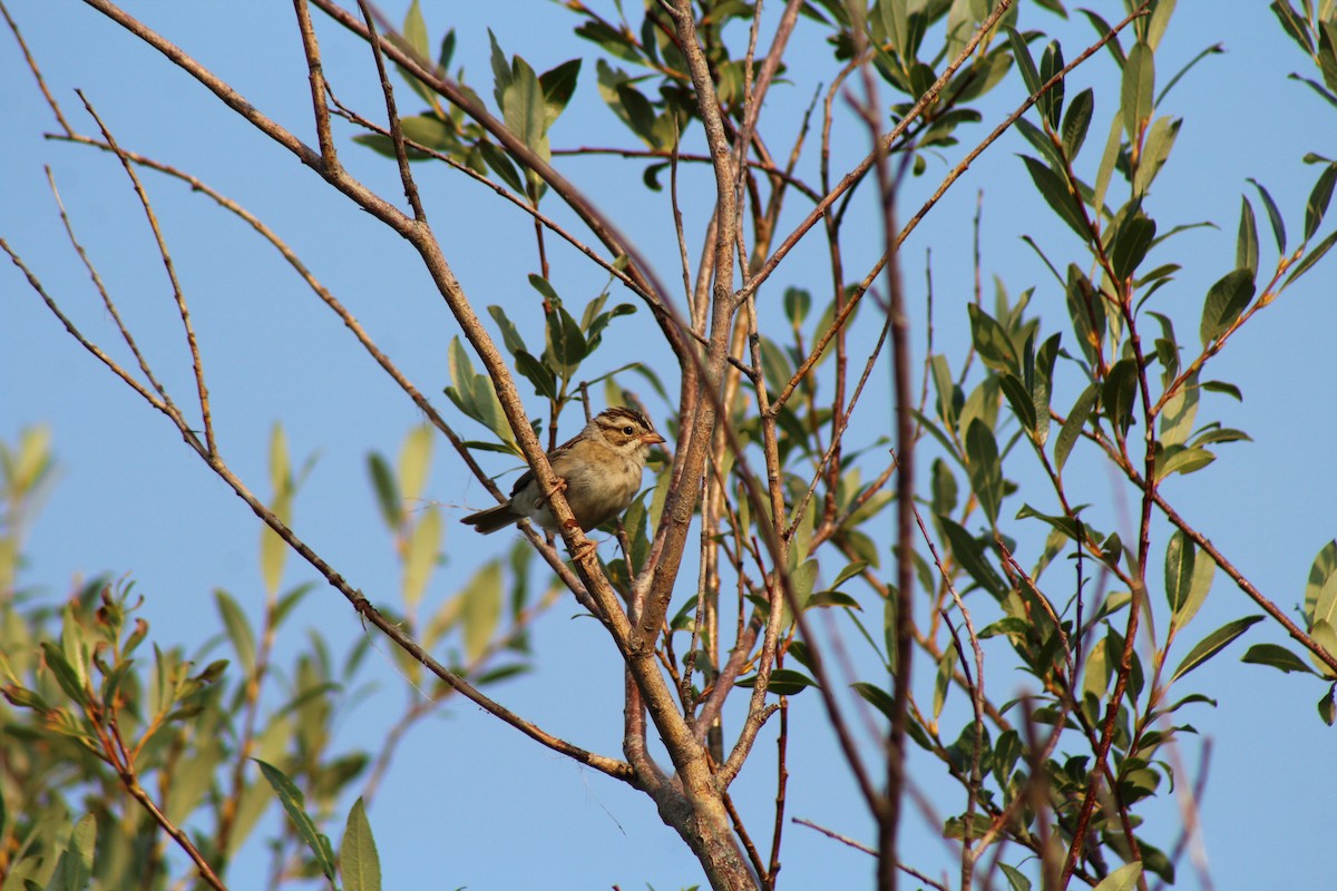 Clay-colored Sparrow - ML63707471