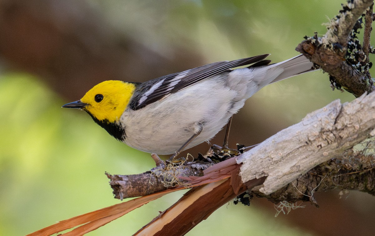 Hermit Warbler - ML637074788