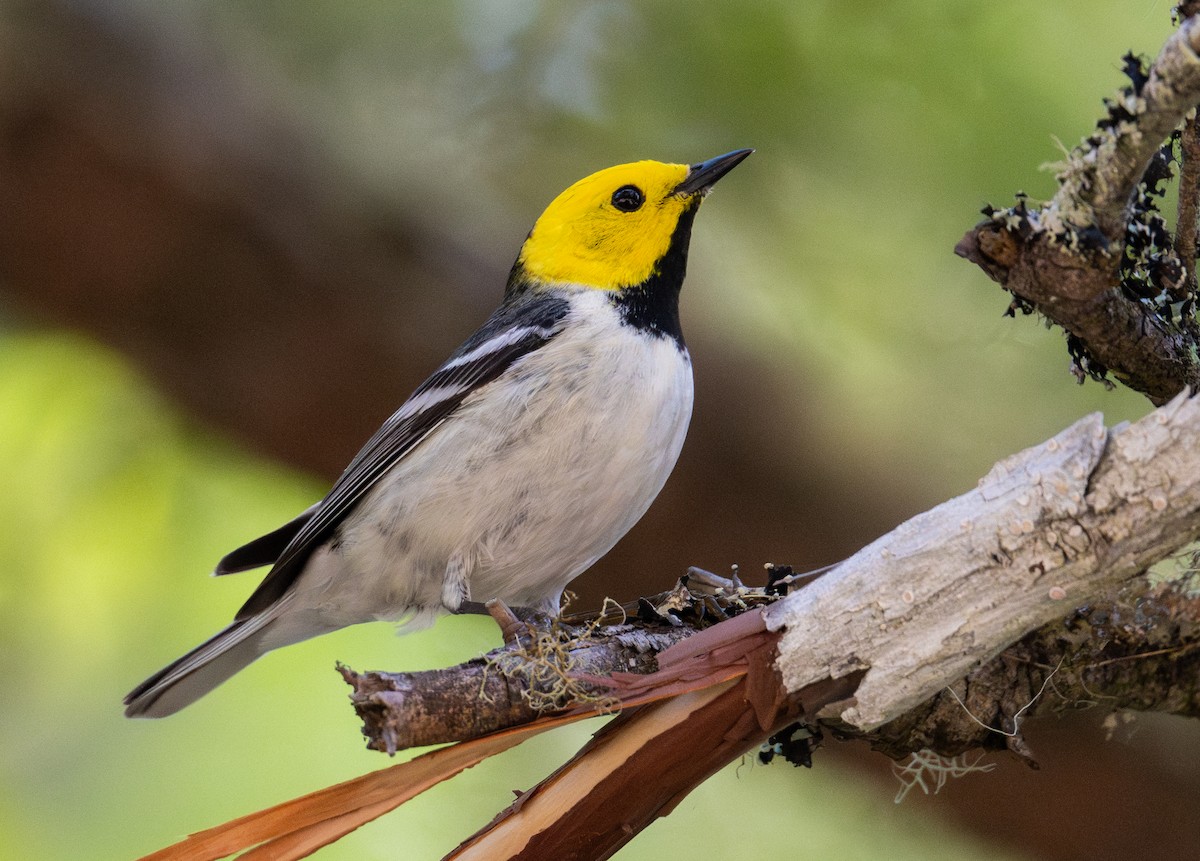 Hermit Warbler - ML637074796