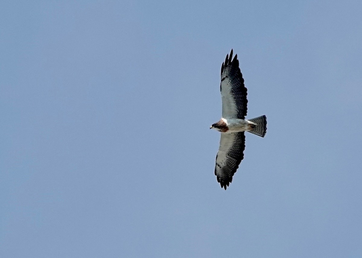 prærievåk - ML637074806