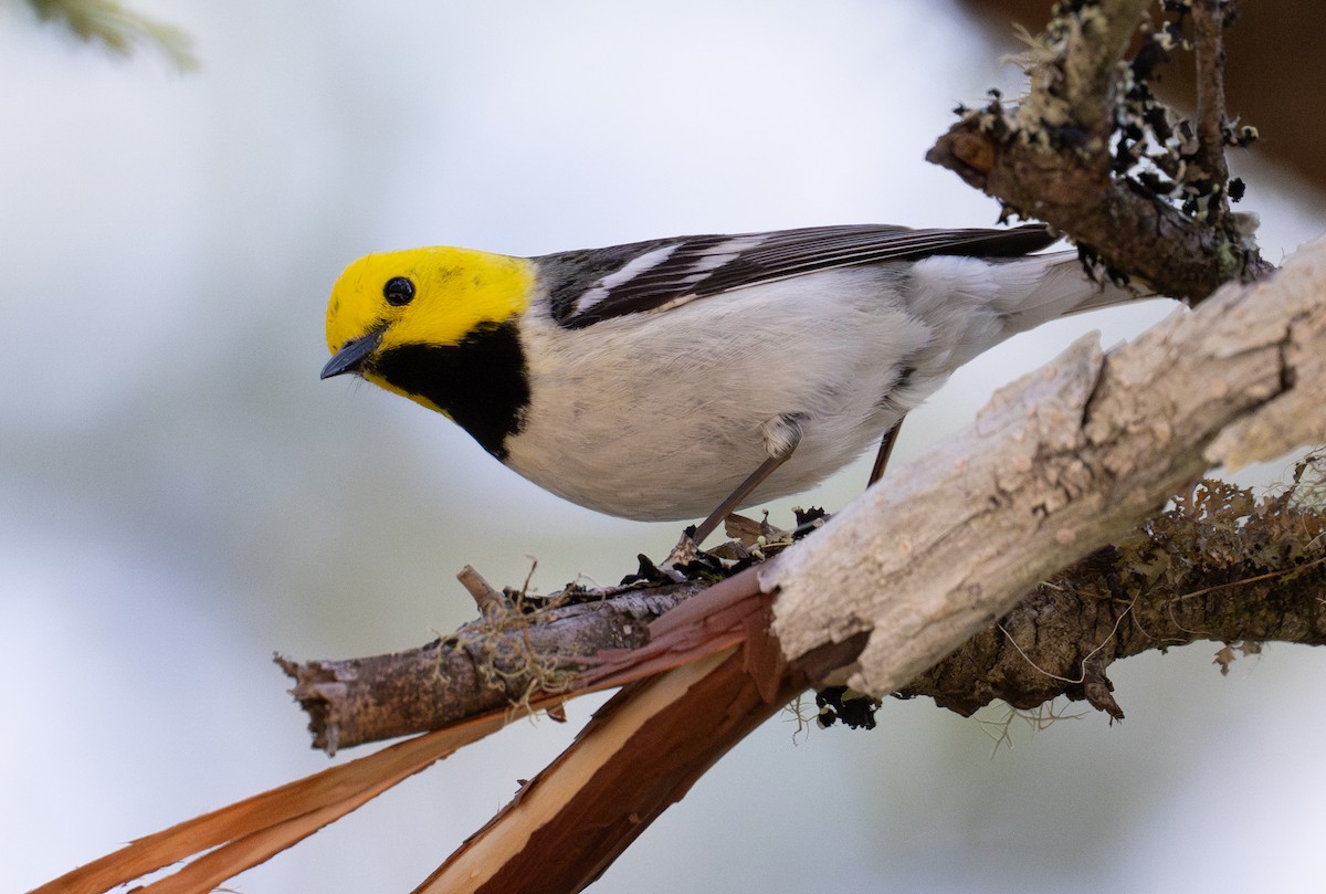 Hermit Warbler - ML637074808