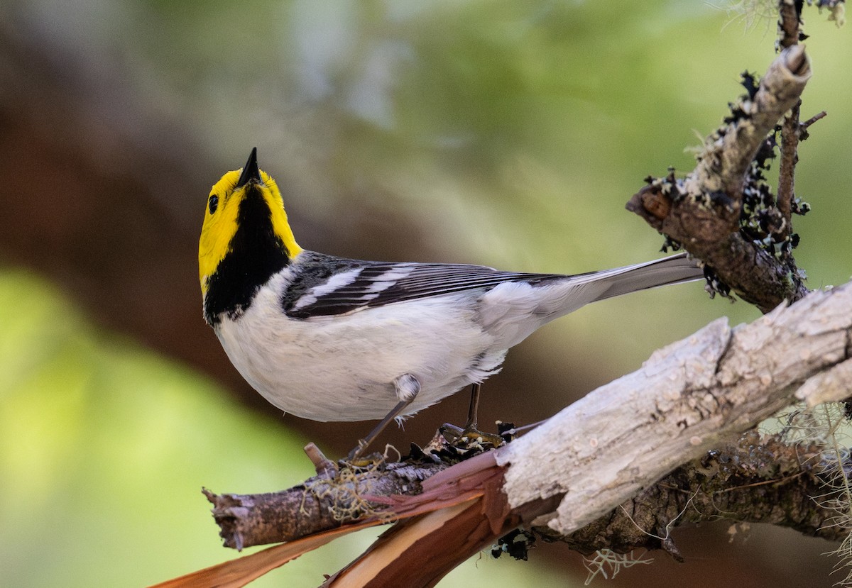 Hermit Warbler - ML637074818