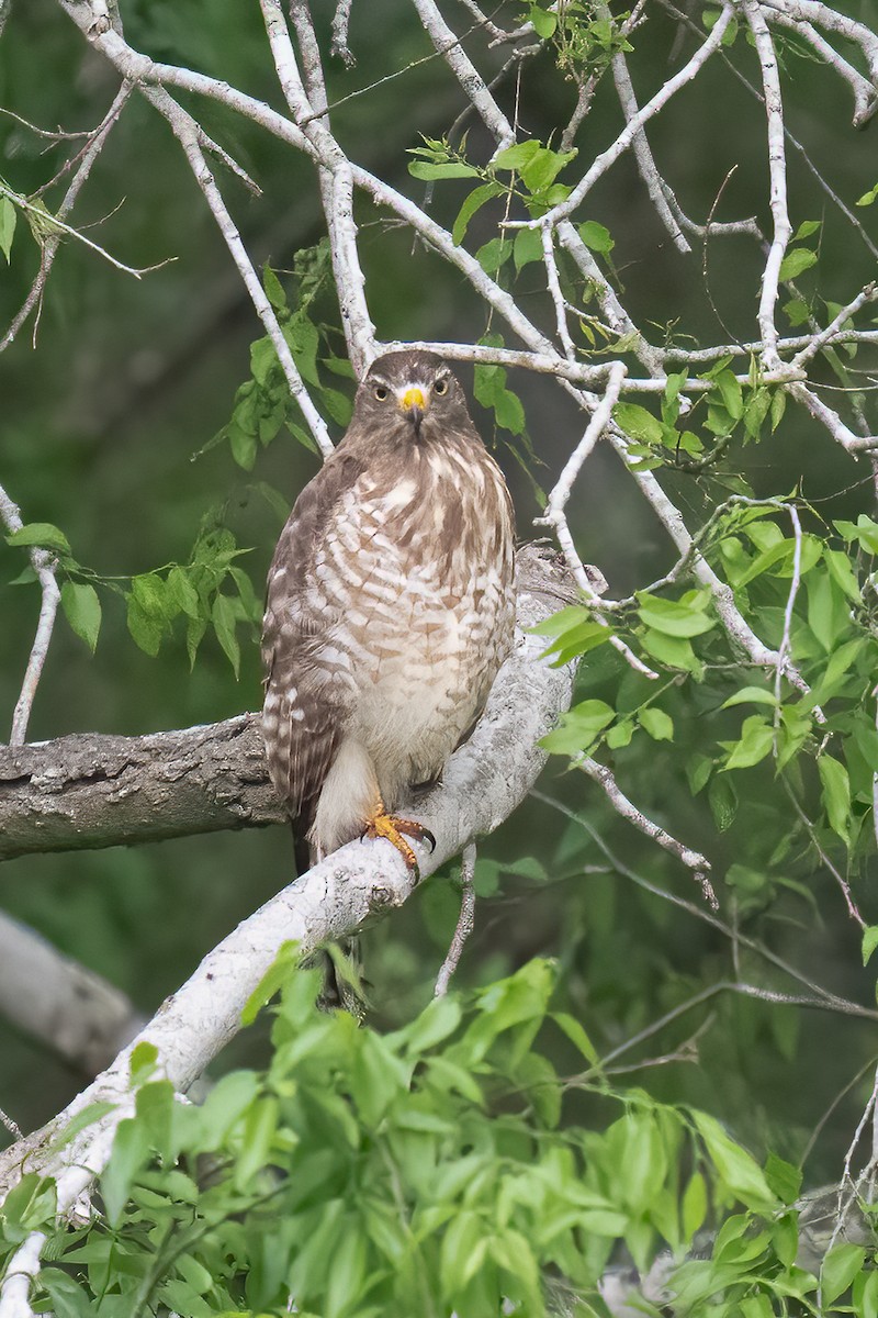 Roadside Hawk - ML637074864