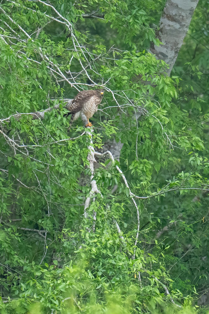 Roadside Hawk - ML637074865