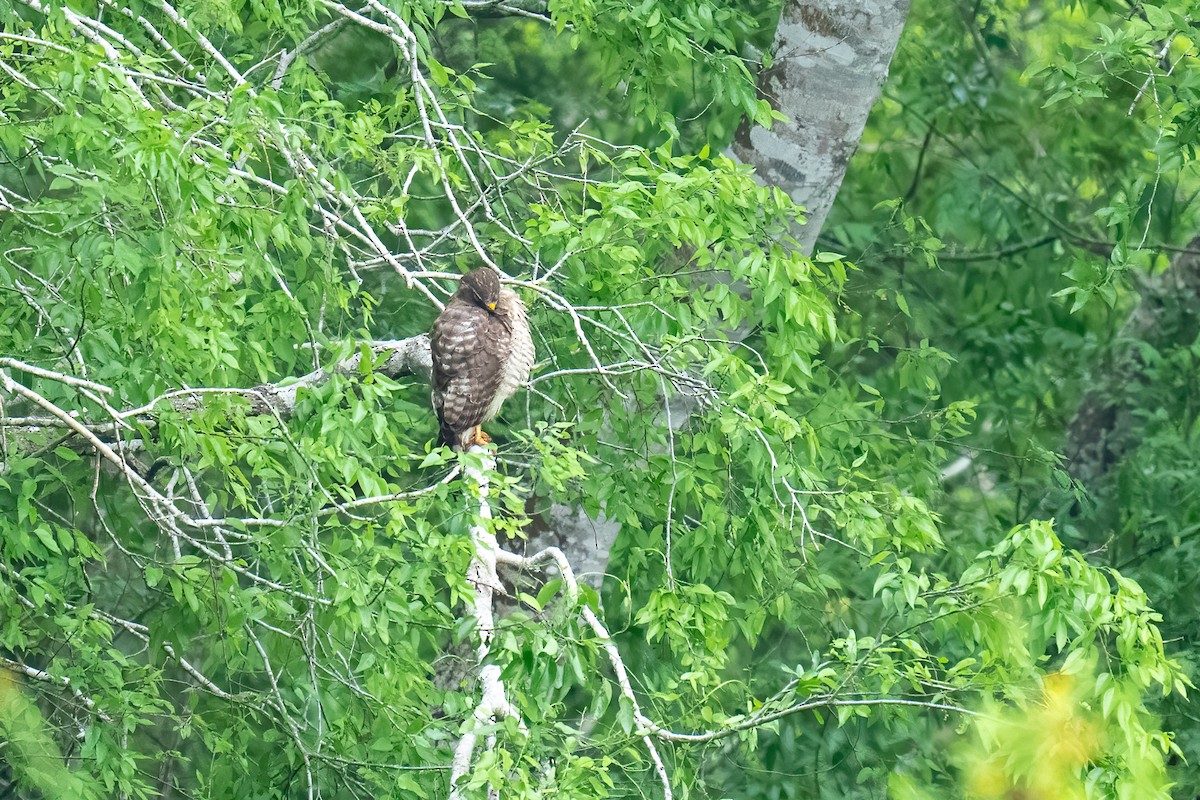 Roadside Hawk - ML637074866