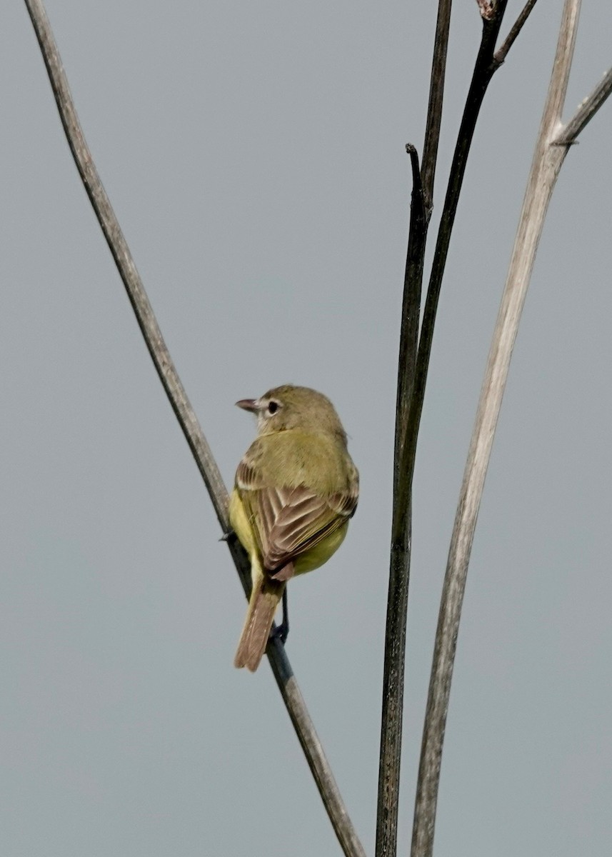 krattvireo - ML637074928