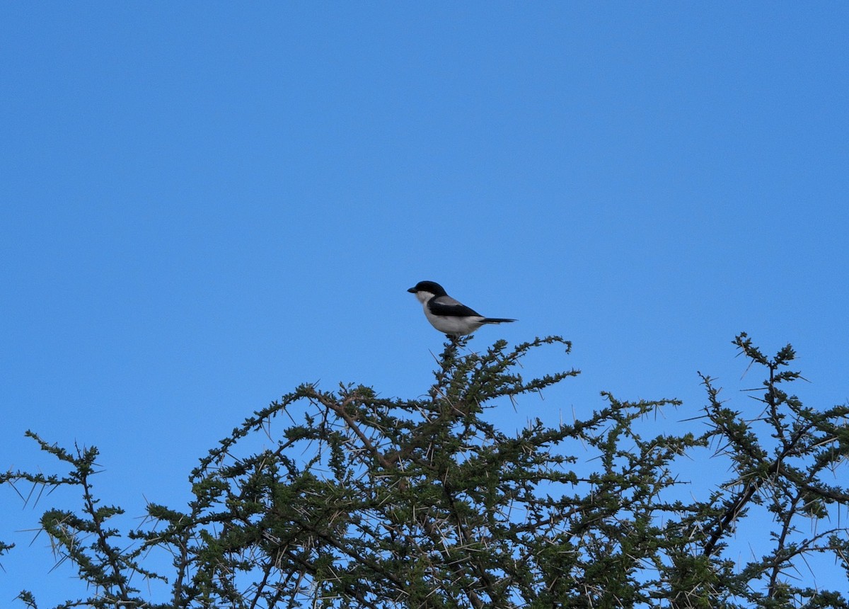 Taita Fiscal - ML637074973